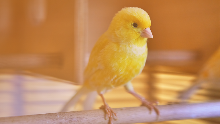 Testing in production