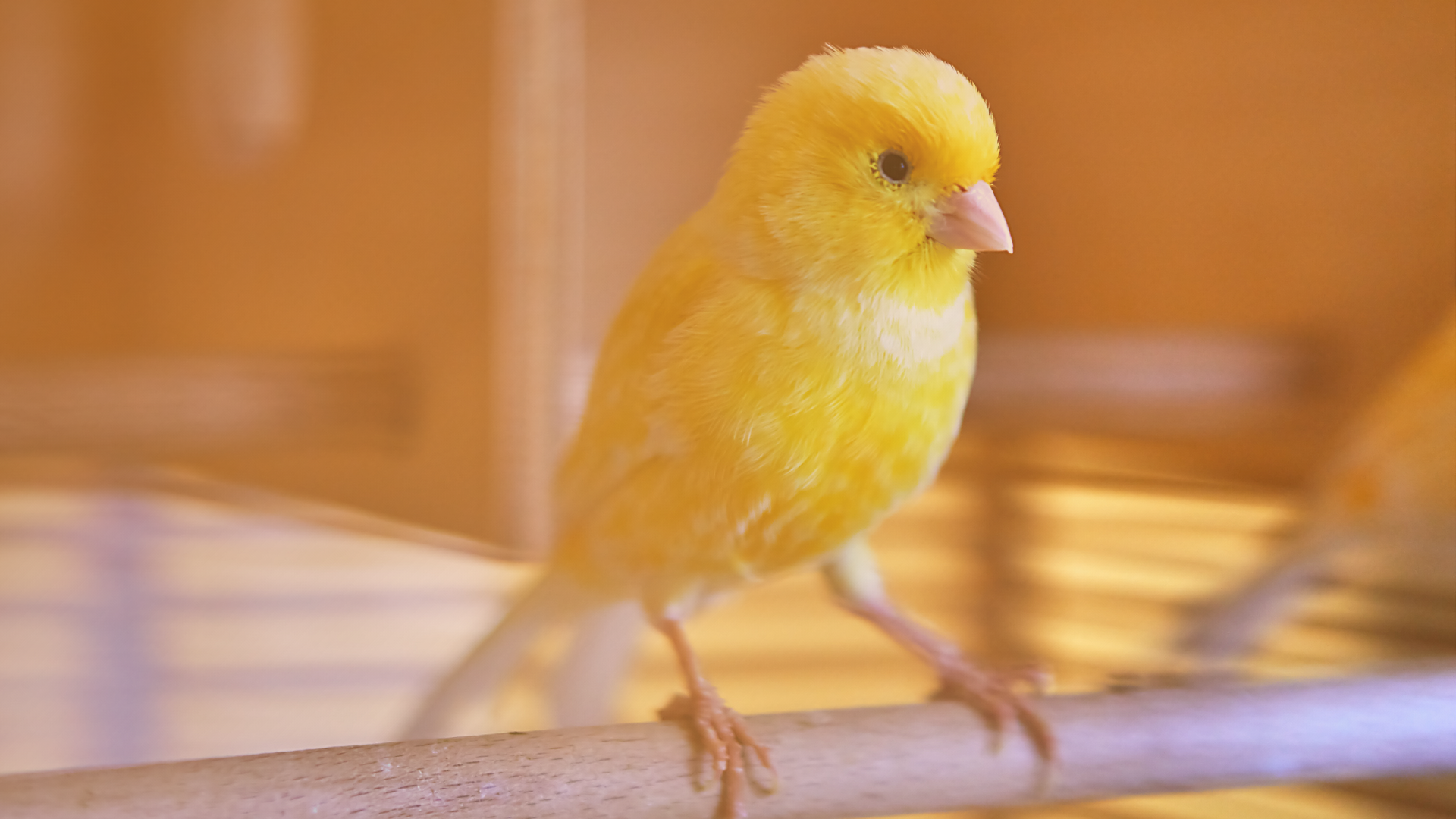 Testing in Production: Engineering for Vibe Coders